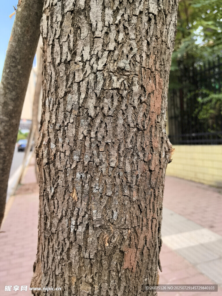 树皮树干纹理特写