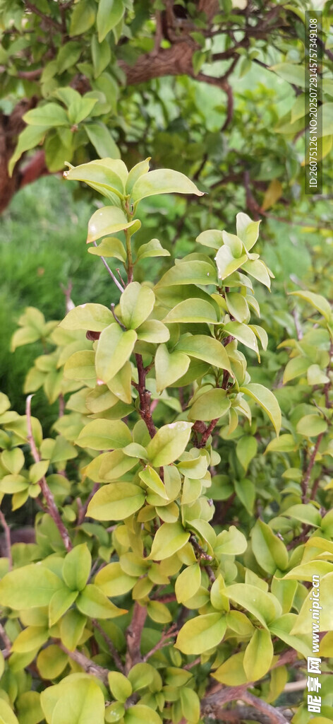 绿叶繁茂的植物