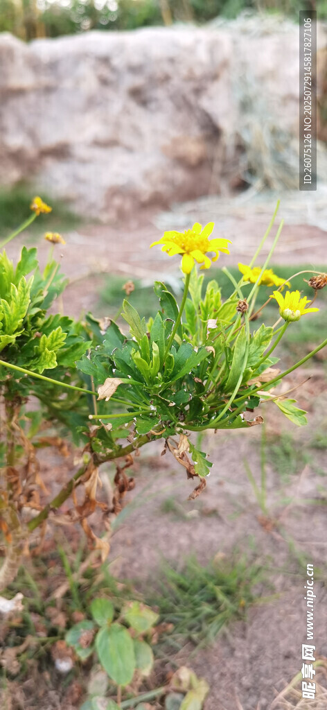 石缝中绽放的黄色菊花