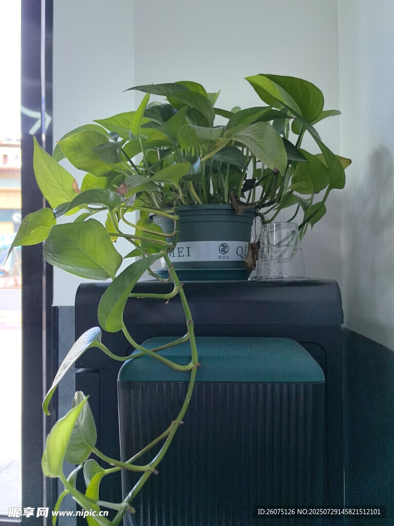 室内绿植装点舒适角落
