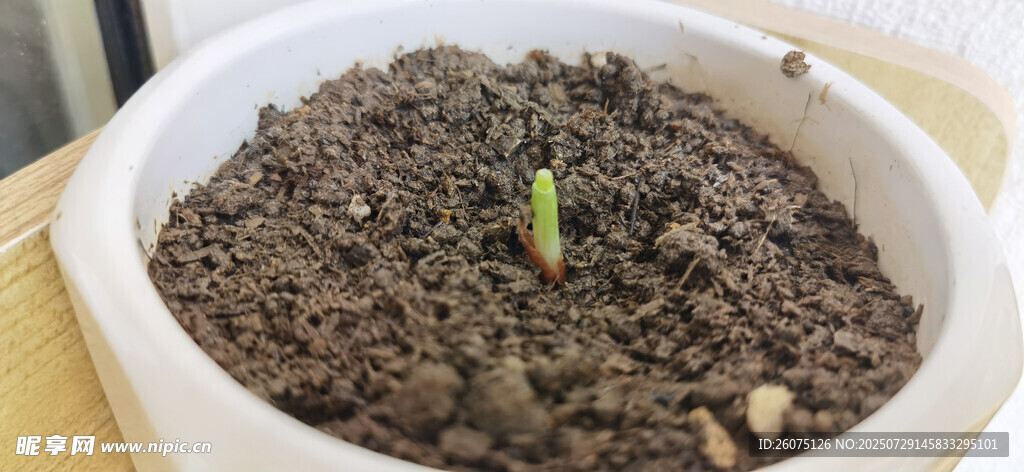 花盆中破土而出的嫩绿新芽