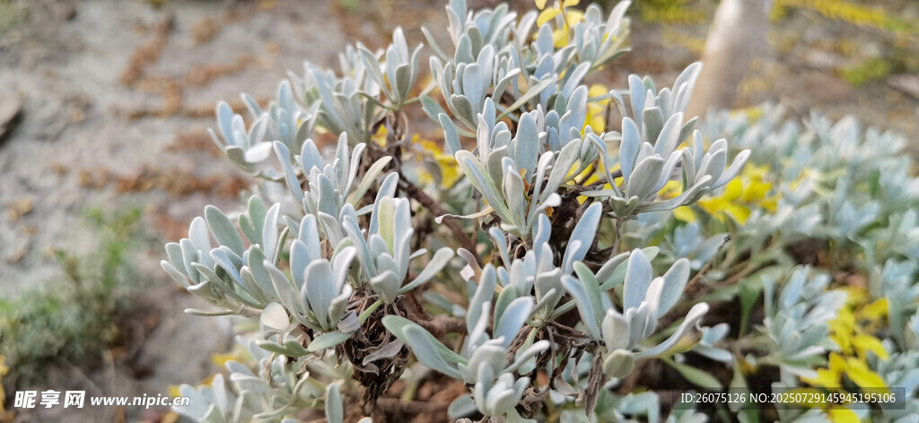 银叶植物与黄色小花