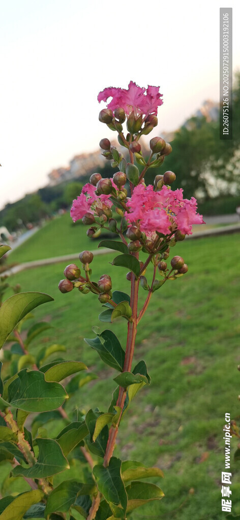 夕阳下草地上绽放的娇艳花朵