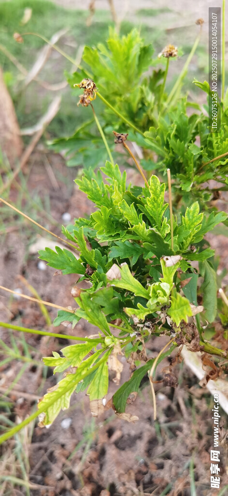 嫩绿菊花植株枝叶特写