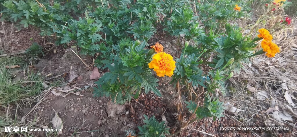 地上绽放的鲜艳小黄花