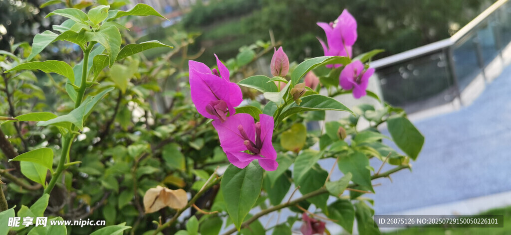 娇艳三角梅绽放绿叶间