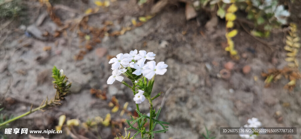 泥土中的白色小花绽放