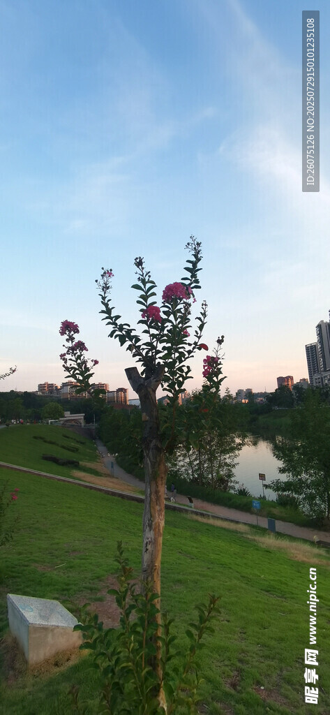 湖畔绿树景致