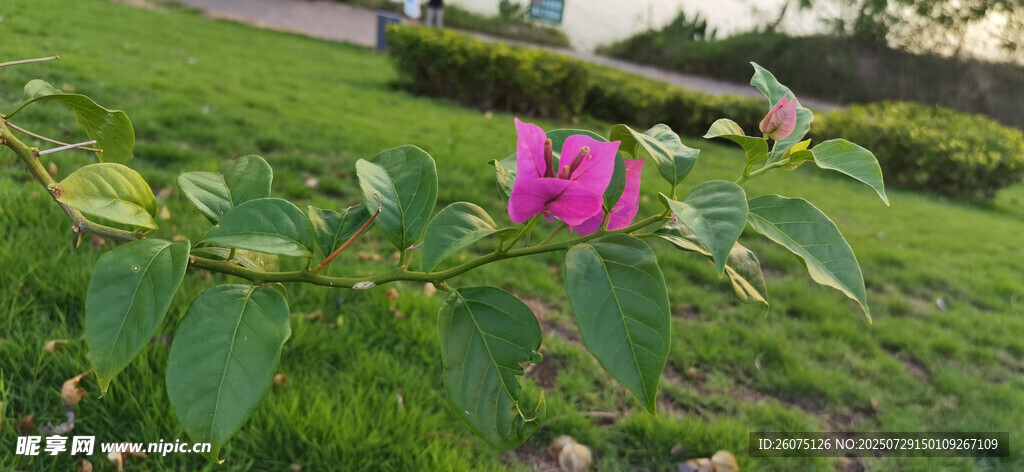 绿叶丛中绽放的娇艳花朵