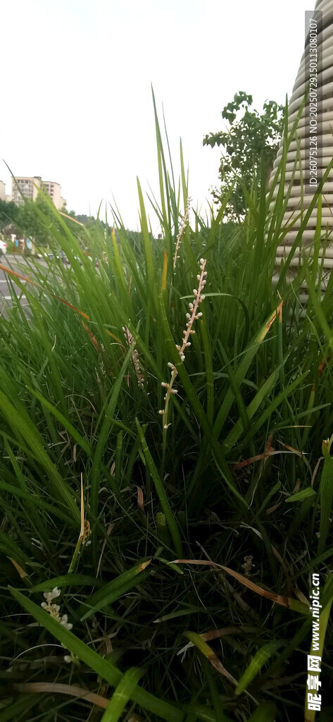 翠绿草丛中的清新景致