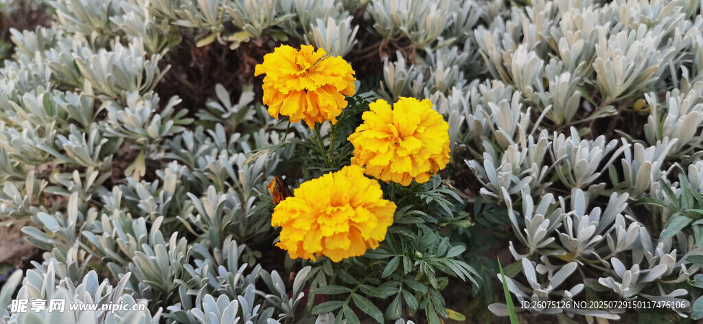 黄色花朵绽放于绿植间
