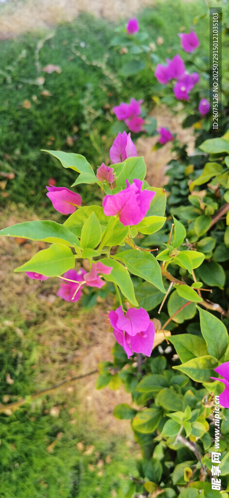 绽放的紫色三角梅花卉