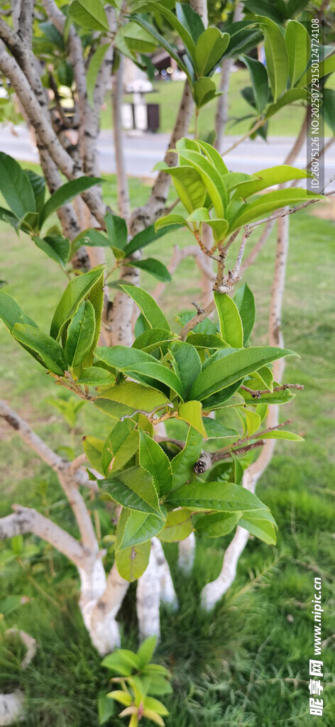 草地上绿叶繁茂的树木景观