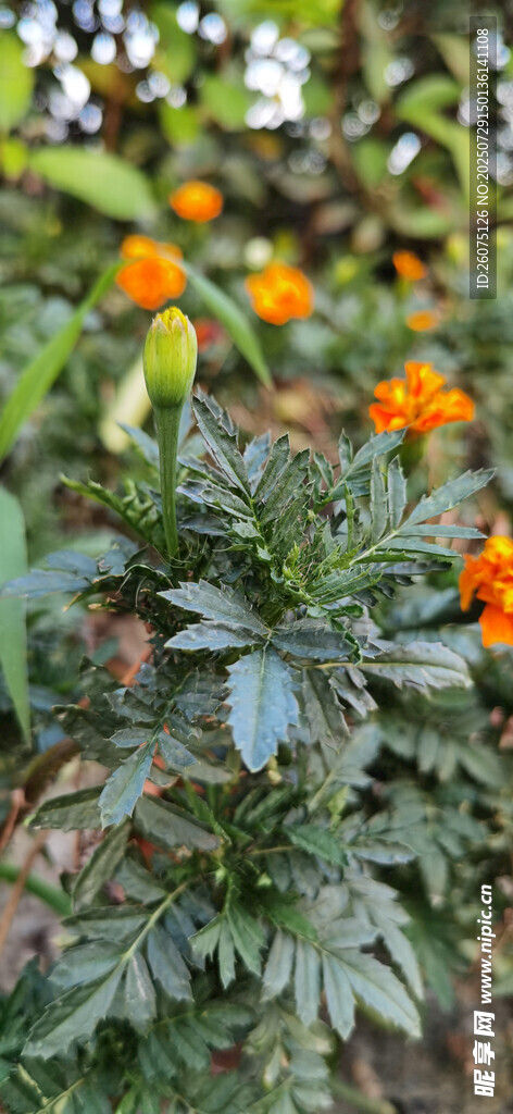橙色花朵与绿叶植物
