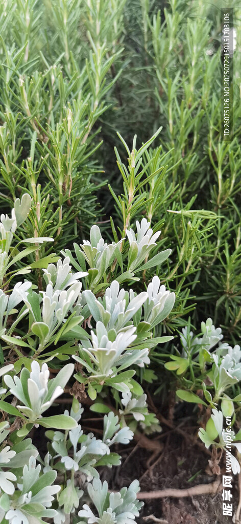 公园中银叶灌木与绿植景观