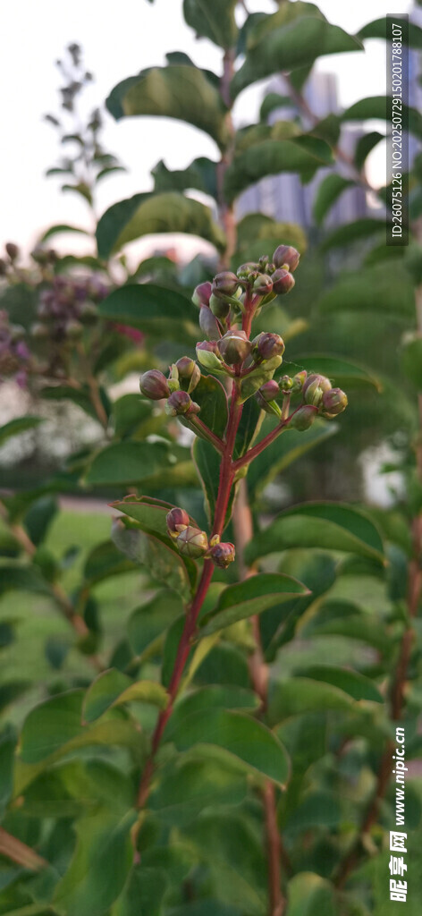 绿叶间的植物枝干与果实