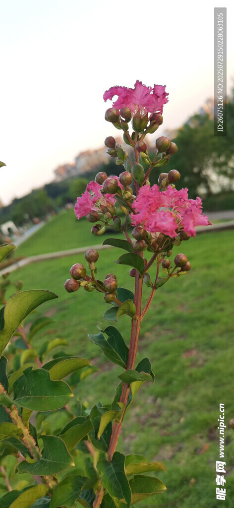 草地与枝头绽放的紫薇花