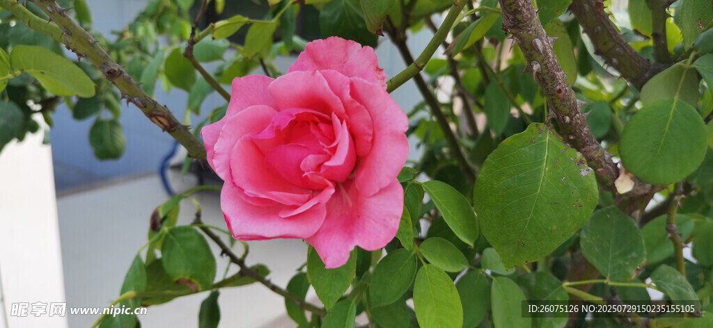 娇艳粉色月季花枝