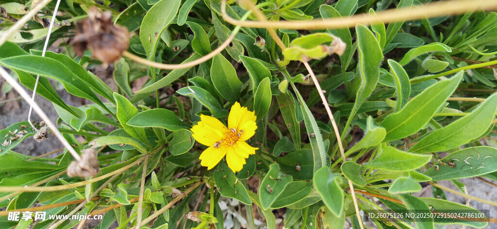 草丛中盛开的黄色小花