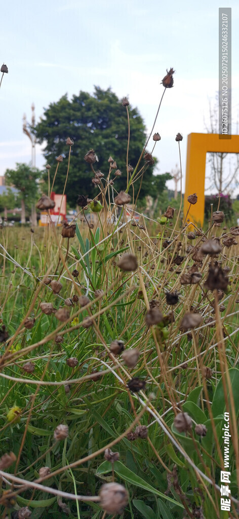 田野中的植物与黄色建筑