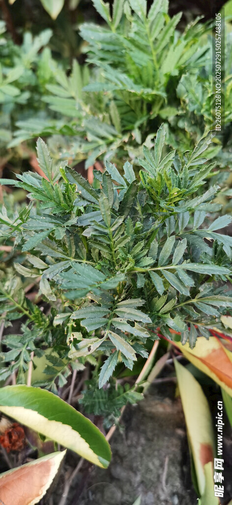 翠绿植物盆栽特写