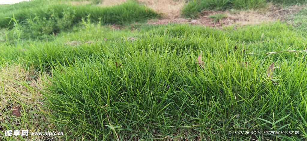 翠绿田野中的茂盛青草
