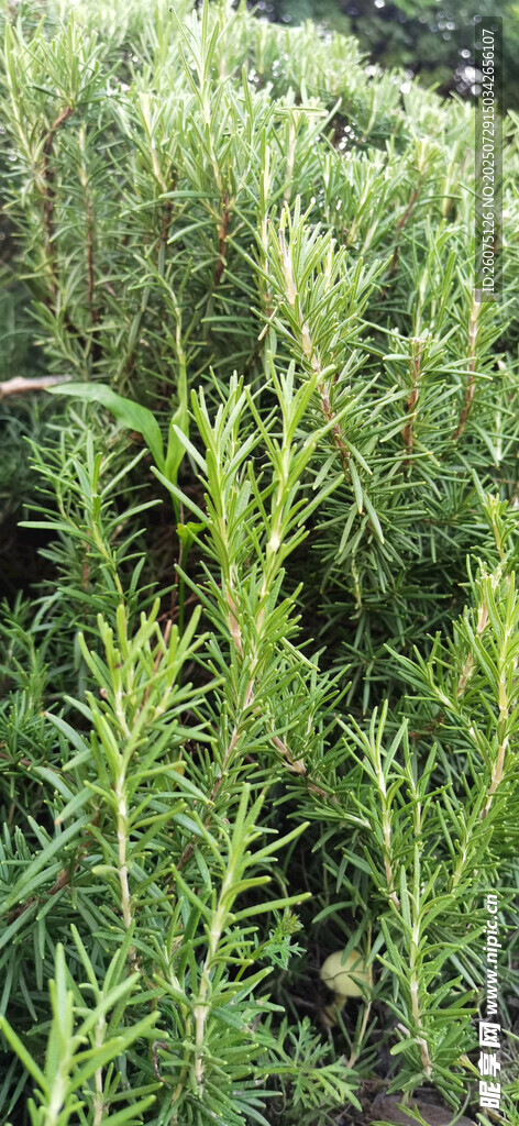 田野中的绿色植物