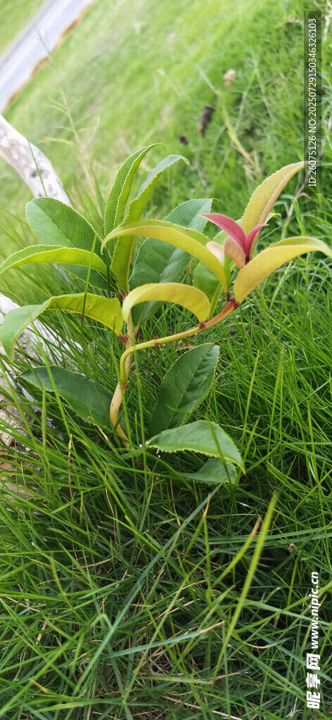 草丛中繁茂的树枝