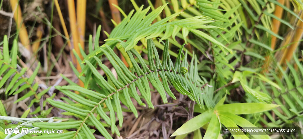 翠绿蕨类植物特写