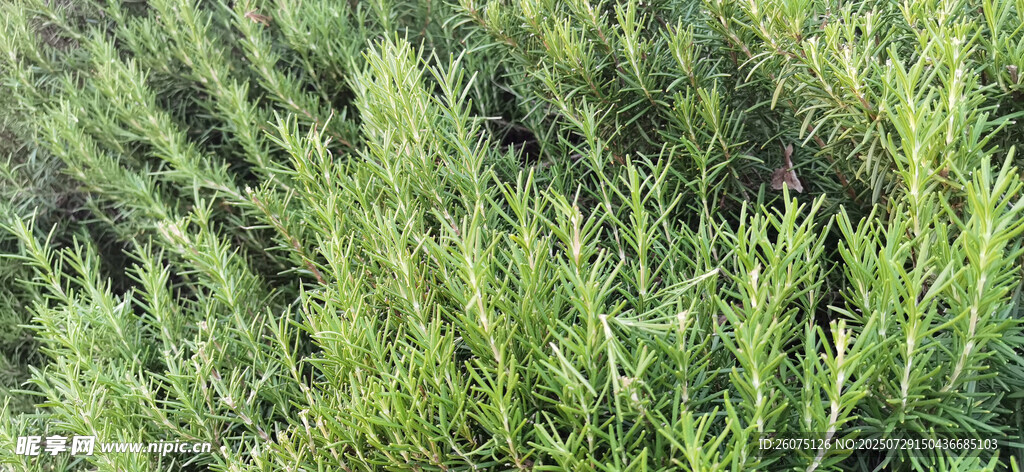 翠绿茂盛的迷迭香植物景观