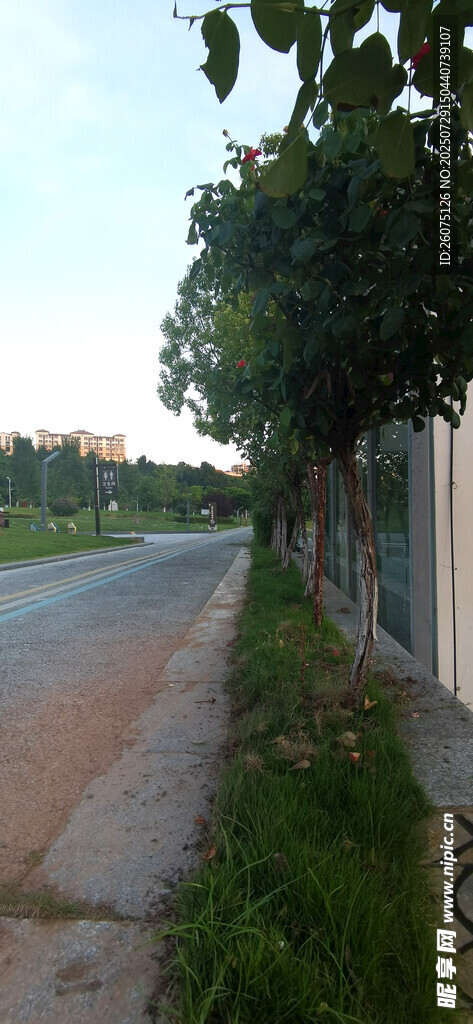 公园小道旁的绿植风景