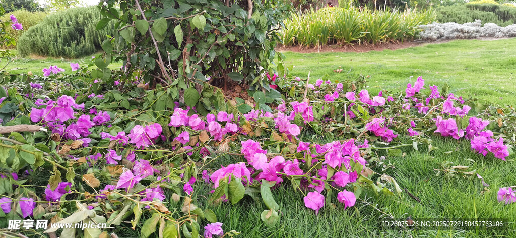 烂漫花丛装点美丽花园