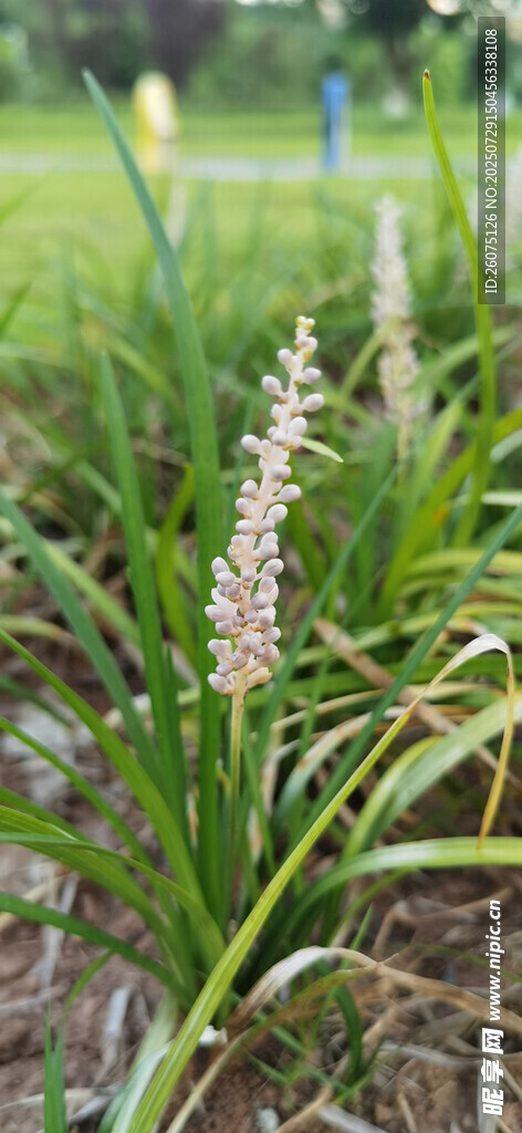 田野中的绿色禾本科植物
