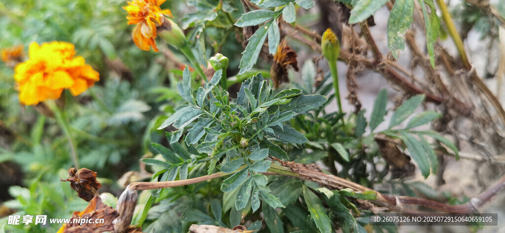 多彩花卉与绿植景观