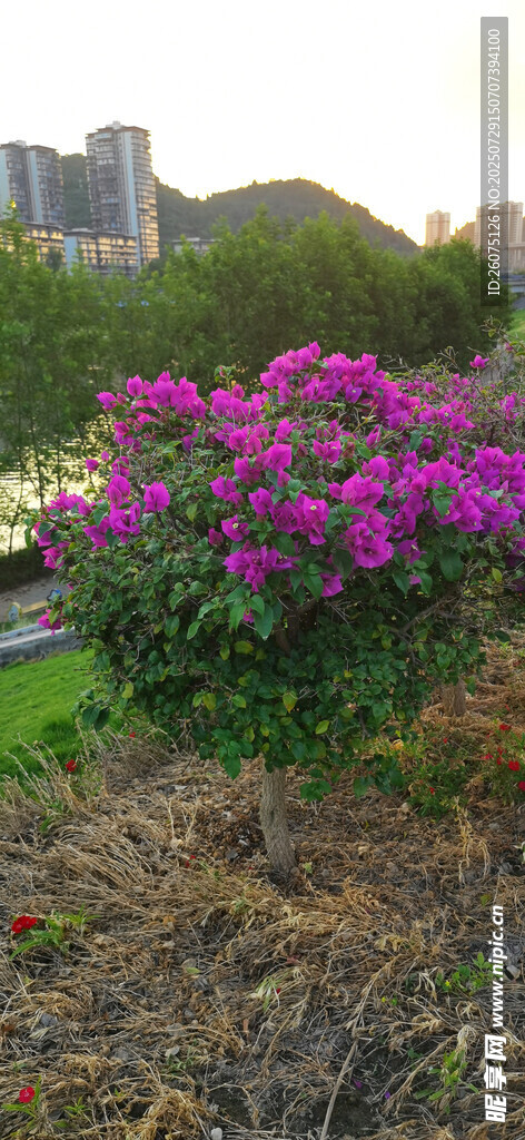 夕阳下的绚烂花丛
