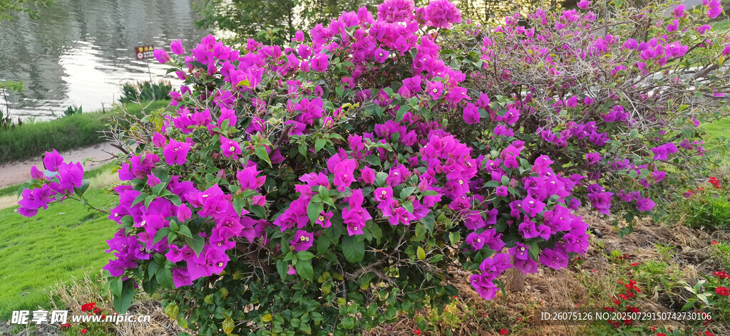 一树三角梅艳丽紫花绽放