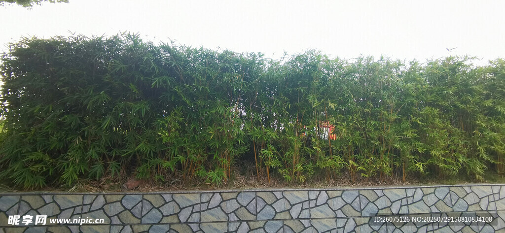 石墙边的葱郁小金竹