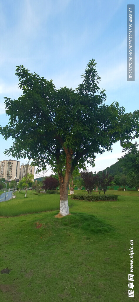 户外绿树草地风景图