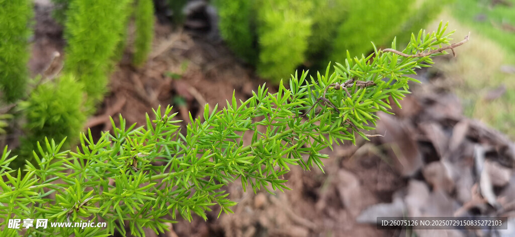 嫩绿狐尾天门冬植物特写