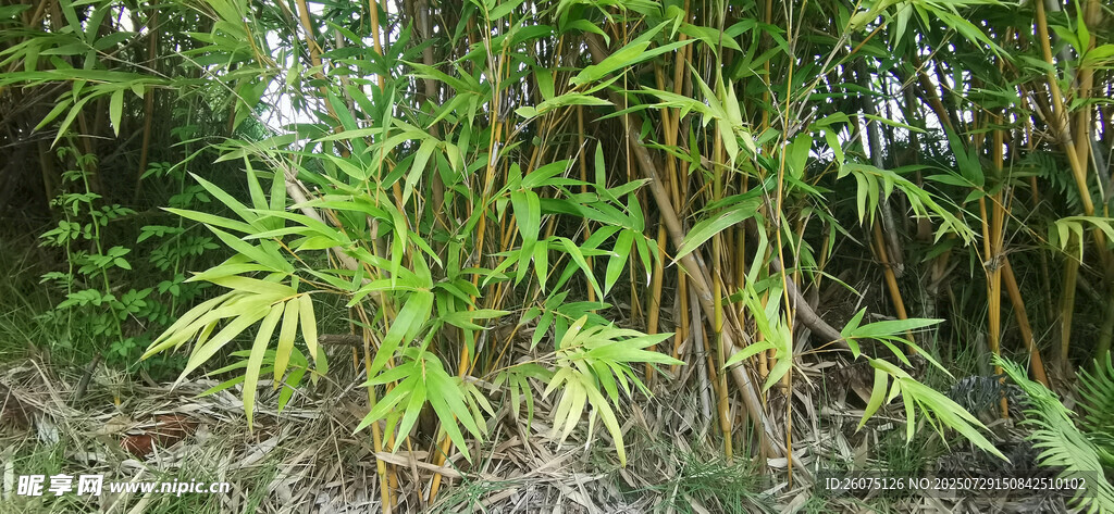 茂密丛林中的翠绿金竹