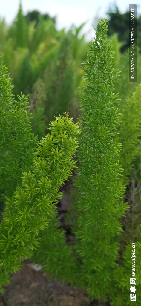 翠绿灌木丛景观
