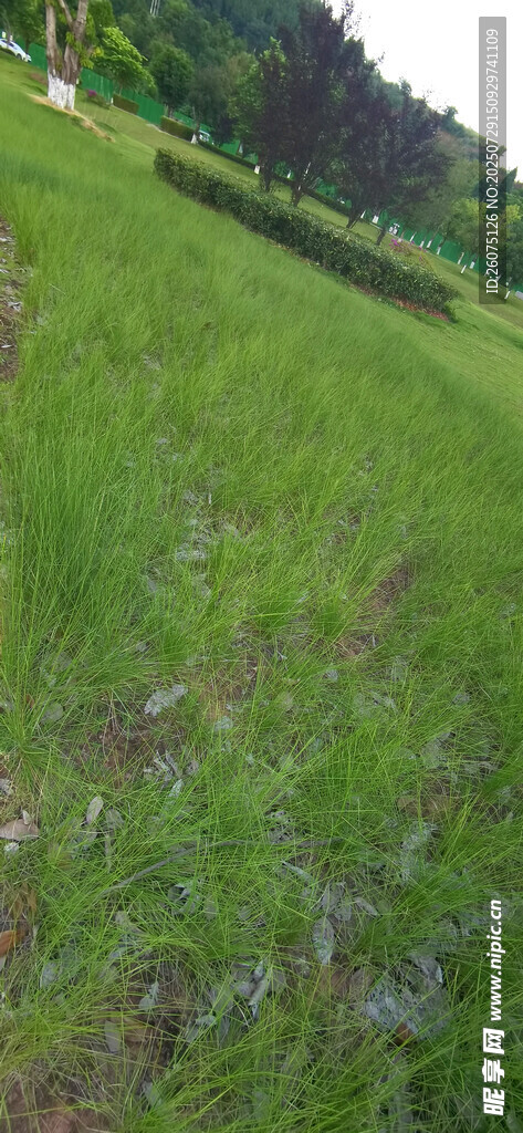 翠绿草地风景