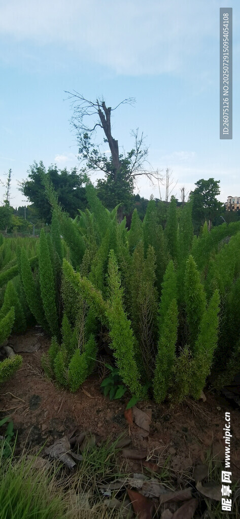 翠绿狐尾天门冬种植地