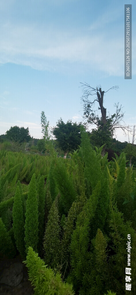 田野中的葱郁植物景观