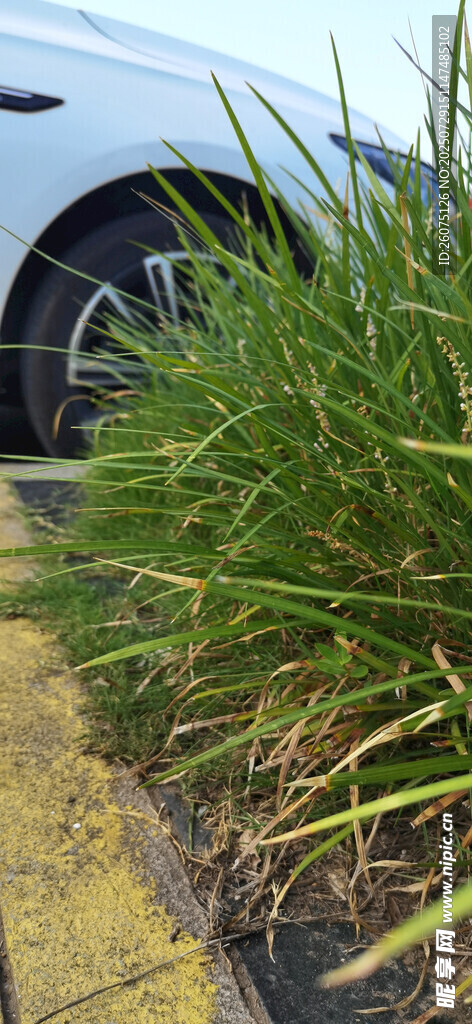 汽车旁的翠绿草丛