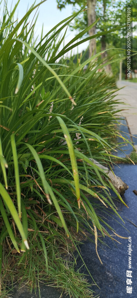 翠绿草丛