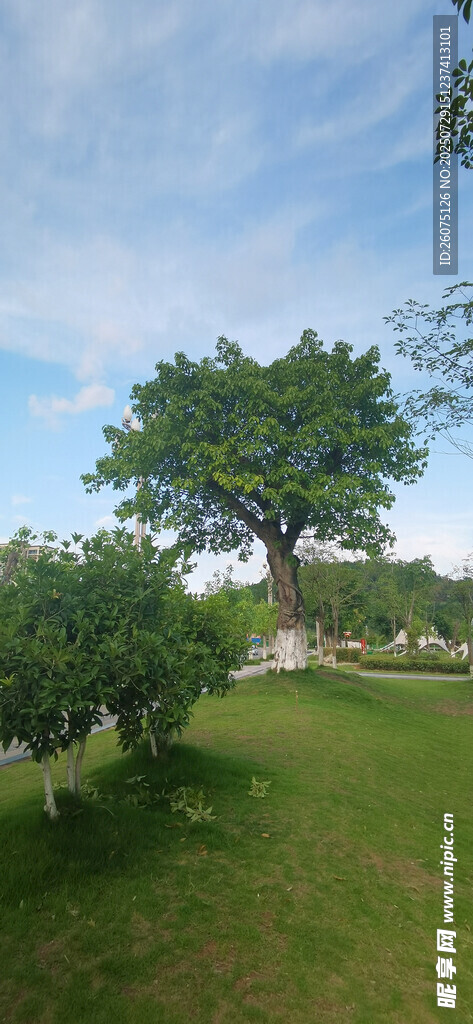 户外绿树草地风景