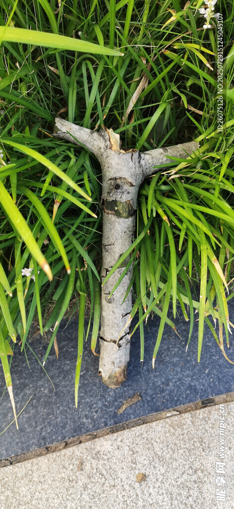 草丛中的木棍与绿植相伴
