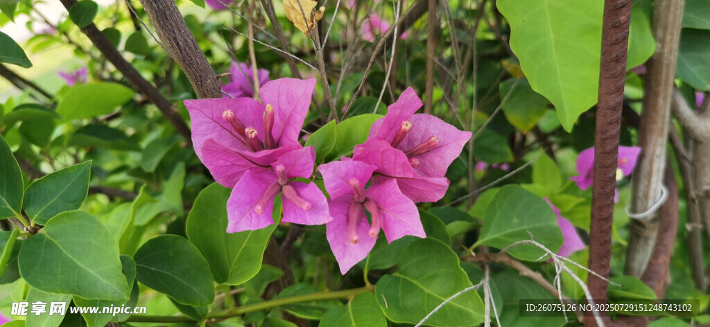 娇艳粉色花朵绽放绿叶间