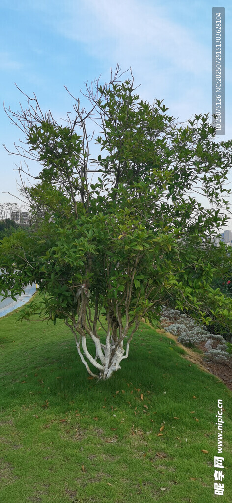 草地上的葱郁树木